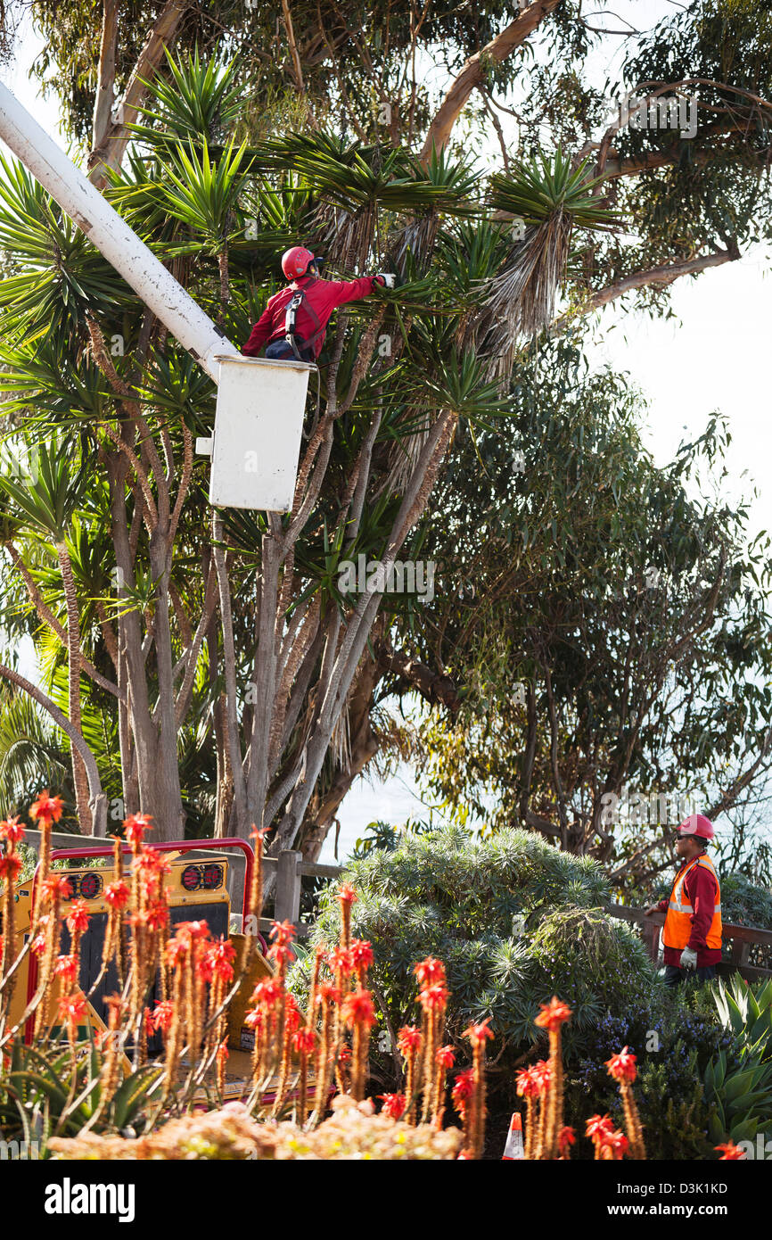 Worker cuts off palm leaves in the Main Beach Park in the Laguna Beach, California. Stock Photo