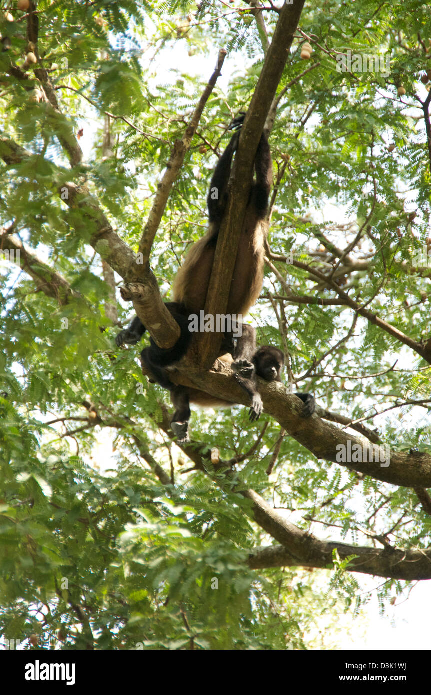 Howler Monkey in tree on the beach of Costa Rica. Adults, babies, playing, climbing and sleeping. Stock Photo