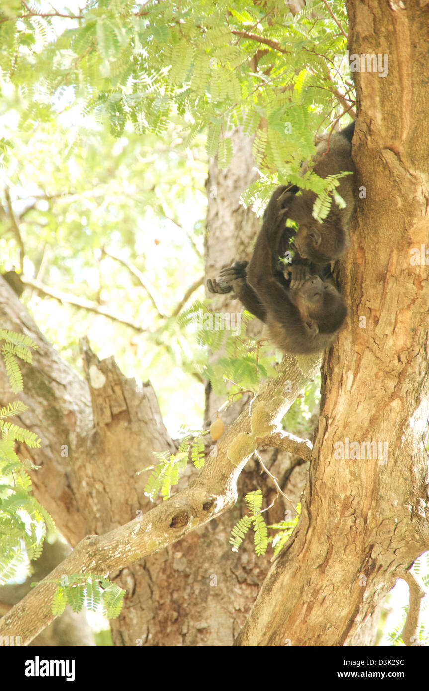 Howler Monkey in tree on the beach of Costa Rica. Adults, babies, playing, climbing and sleeping. Stock Photo