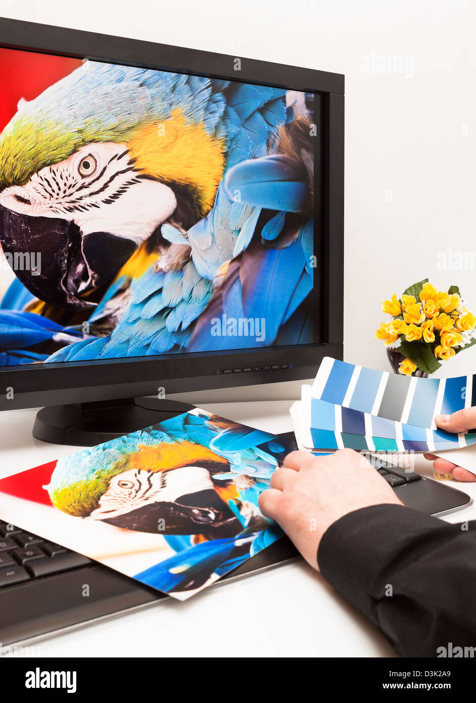 Graphic designer at work. Color samples. Blue parrot macaw bird photo Stock Photo