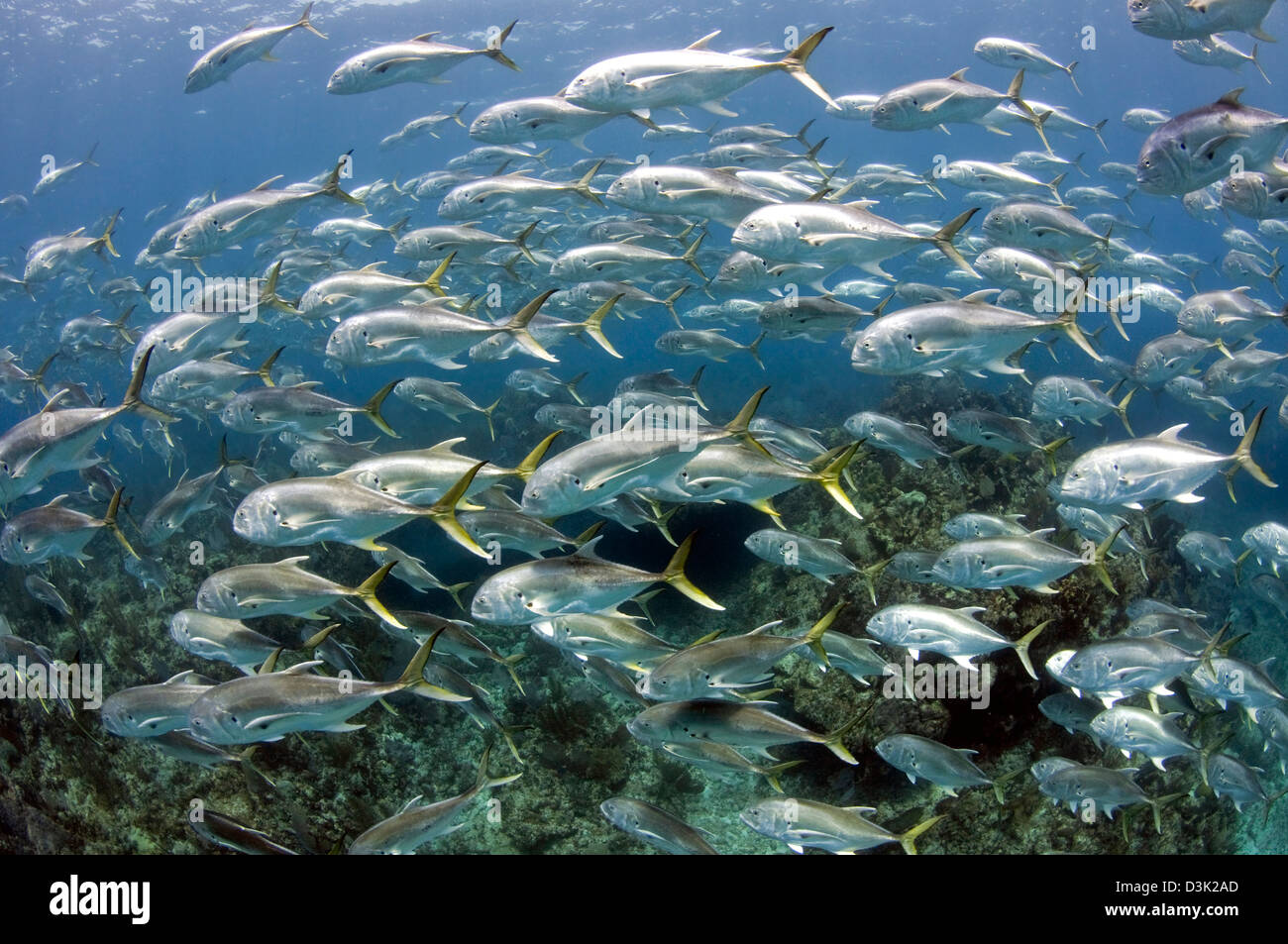 Schooling Crevalle Jacks on Caribbean reef. Stock Photo