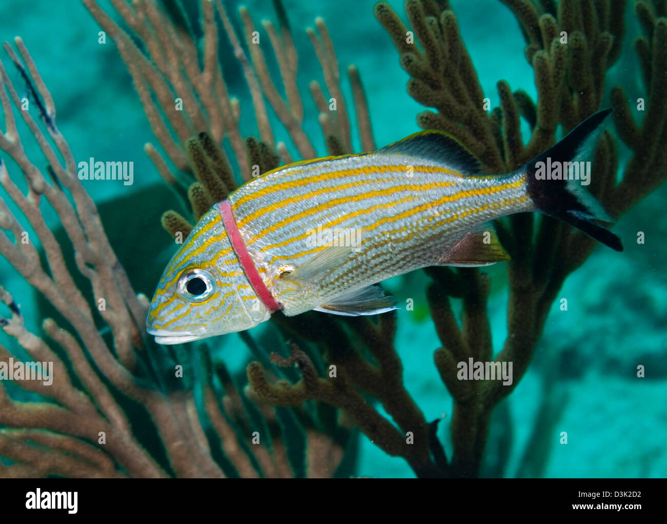 Fish trapped plastic hi-res stock photography and images - Alamy