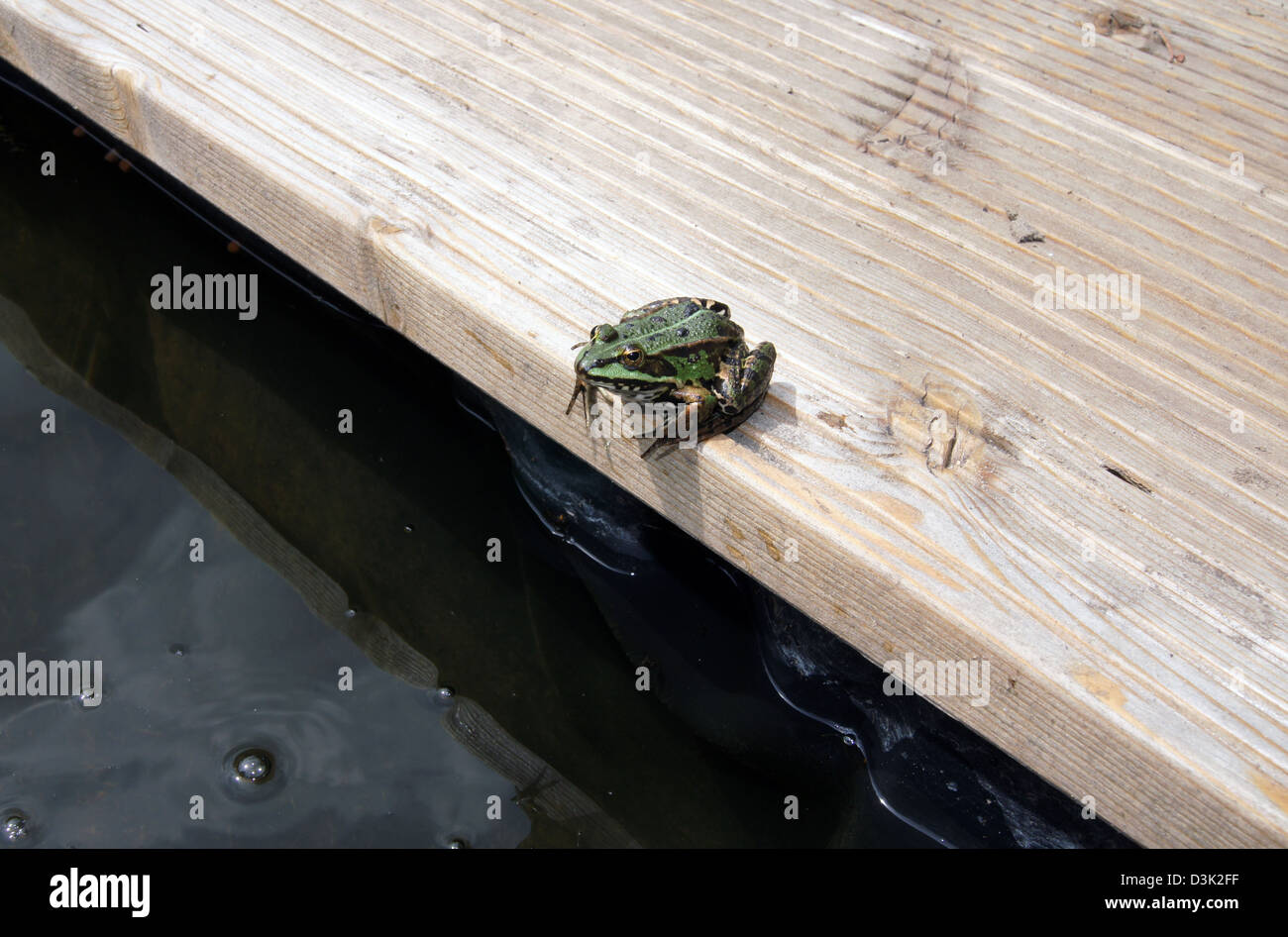 The frog Stock Photo