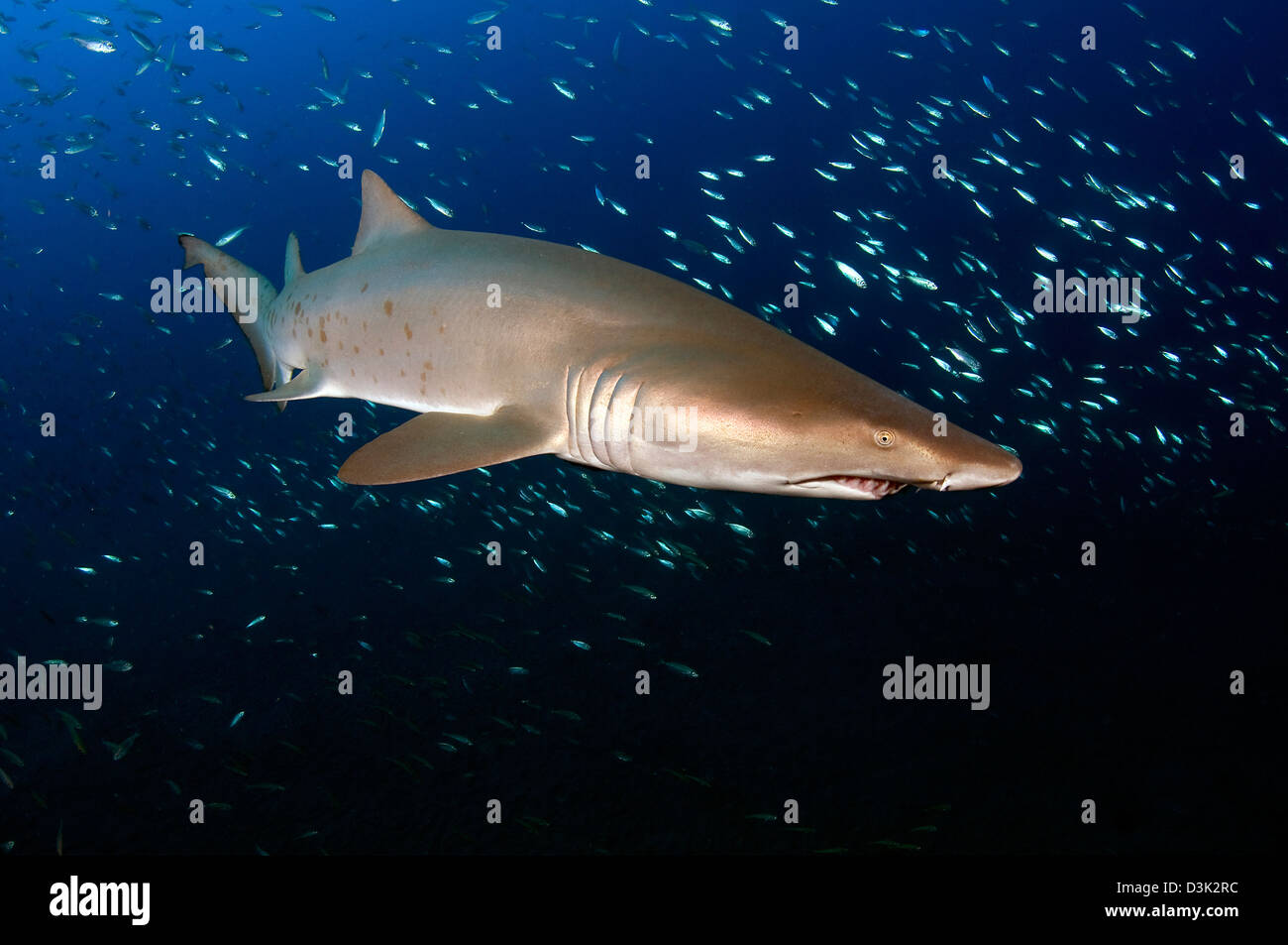 Sand Tiger Shark off the coast of North Carolina. Stock Photo