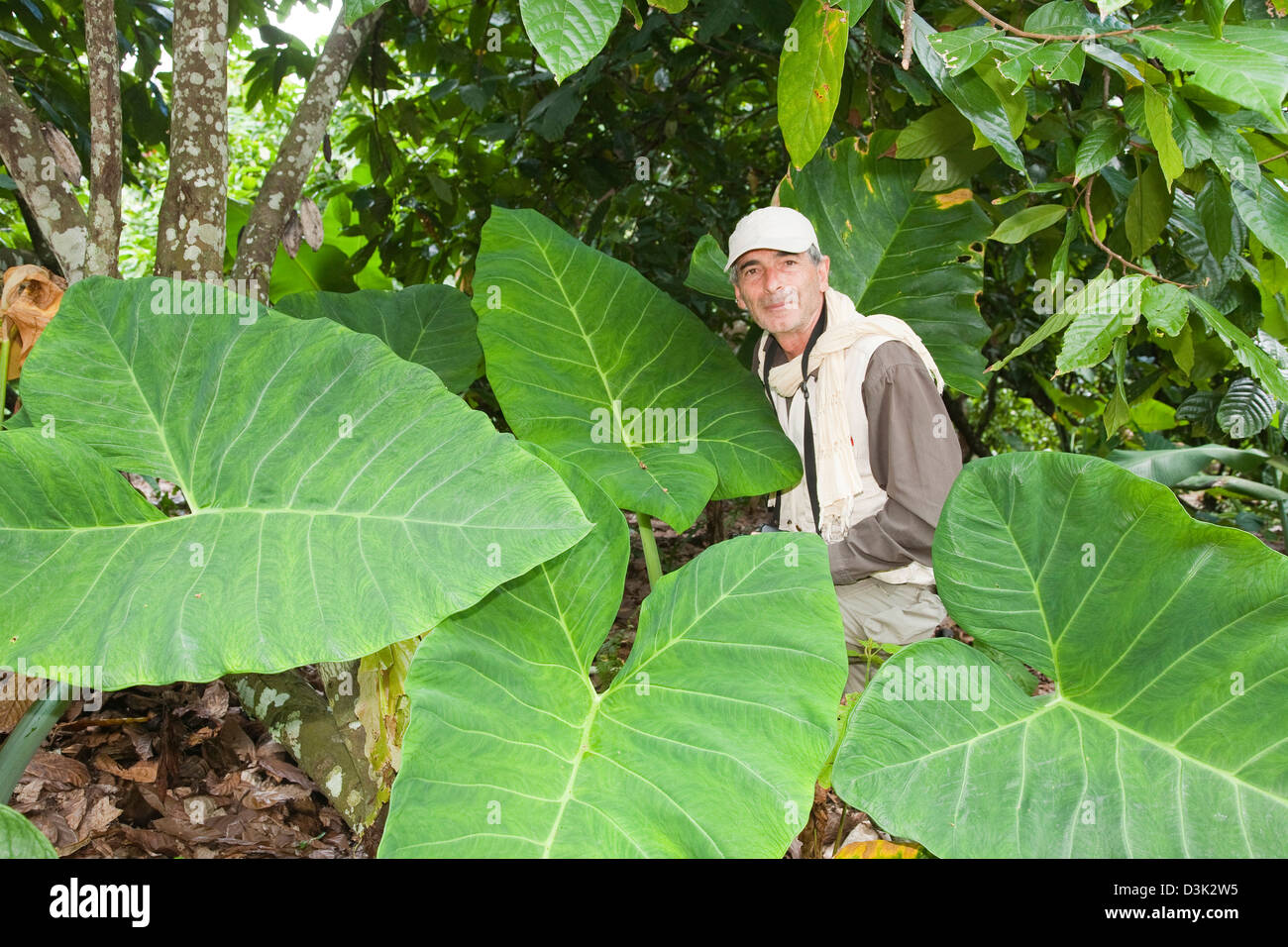 america, caribbean sea, hispaniola island, dominican republic, area of higuey, forest, huge, leaves Stock Photo