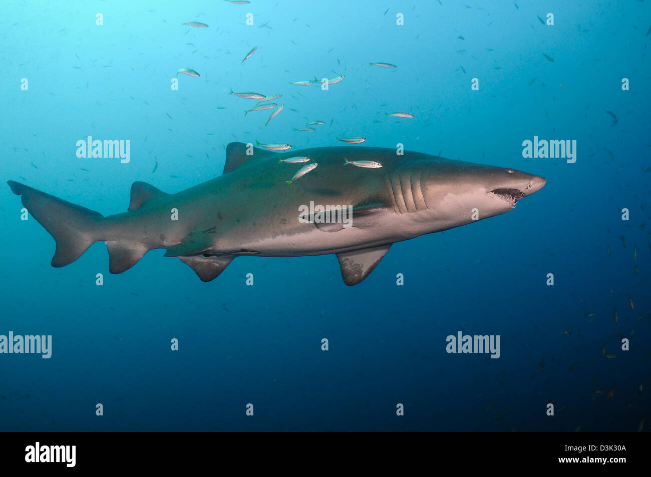 Sand tiger shark swims in blue water off coast of North Carolina. Stock Photo