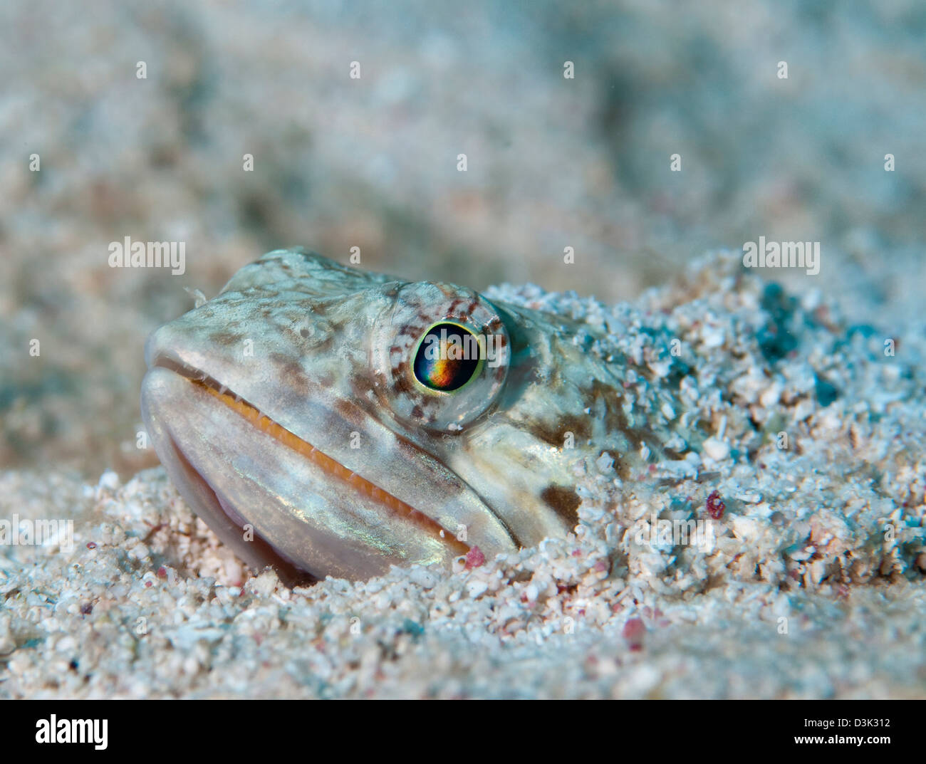 Sand Diver hiding below sand on caribbean reef. Stock Photo