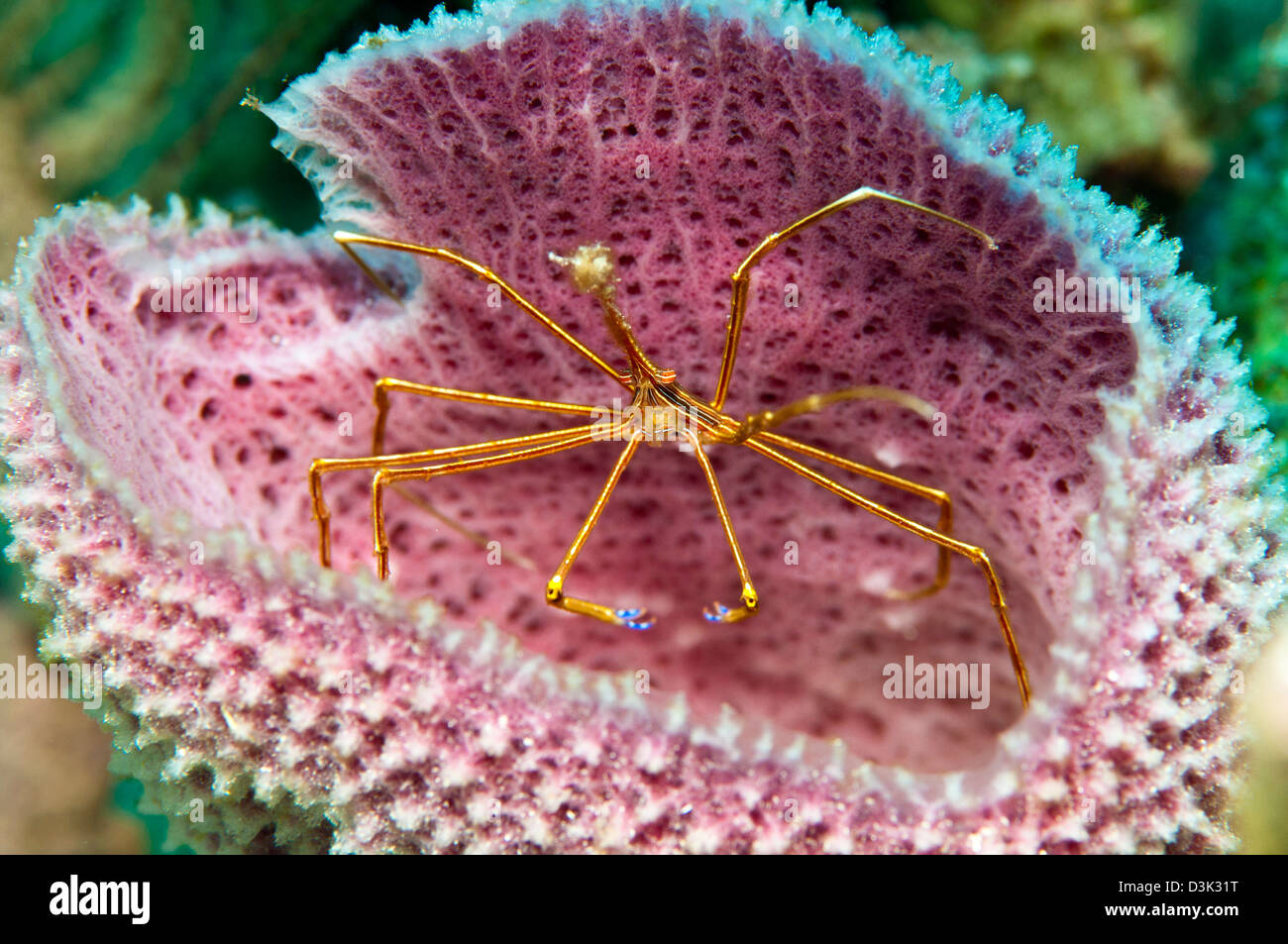 A yellowline arrow crab in a blue vase sponge in Caribbean waters Stock Photo Alamy
