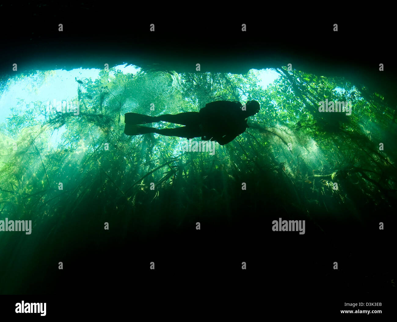 Underwater garden of eden High Resolution Stock Photography and Images Alamy