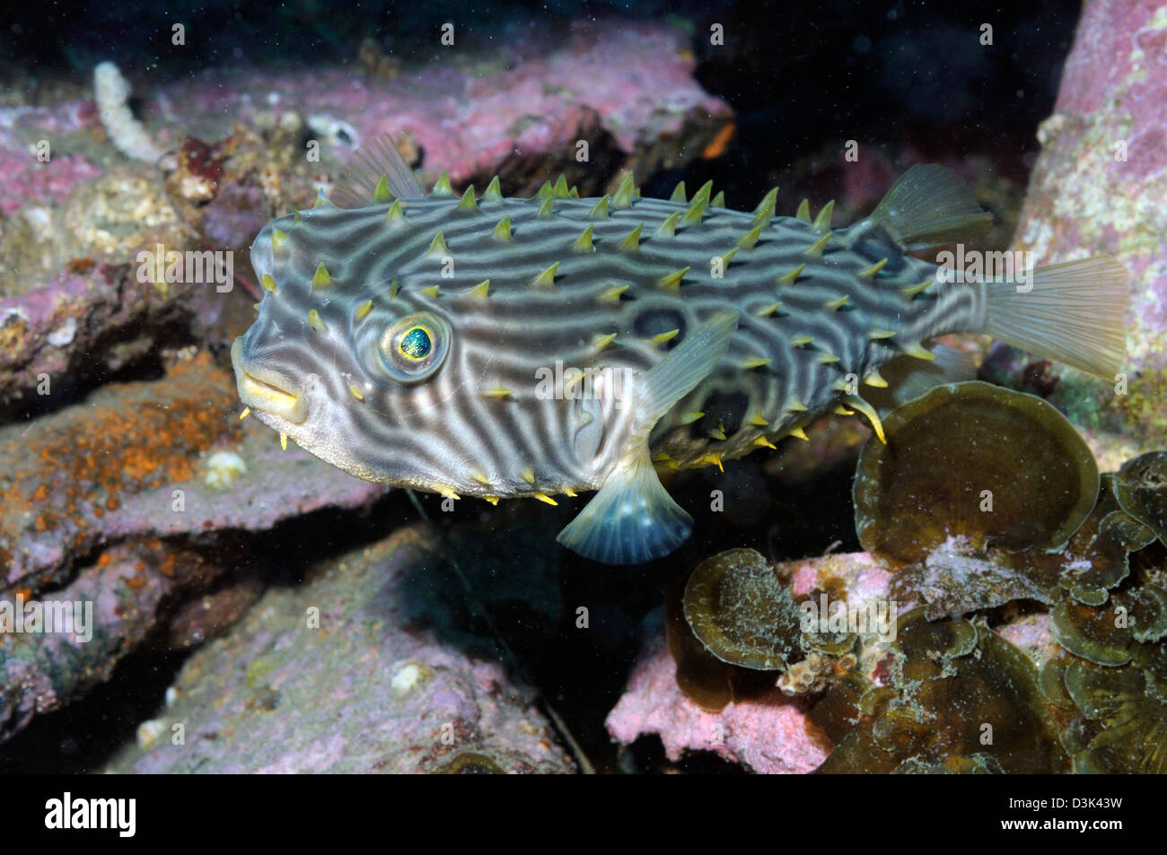 Burrfish in Atlantic Ocean. Stock Photo