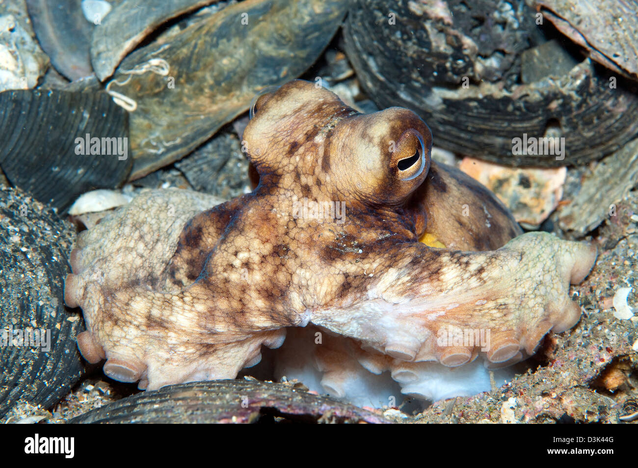 Atlantic Octopus in shell debris on ocean floor, North Carolina. Stock Photo