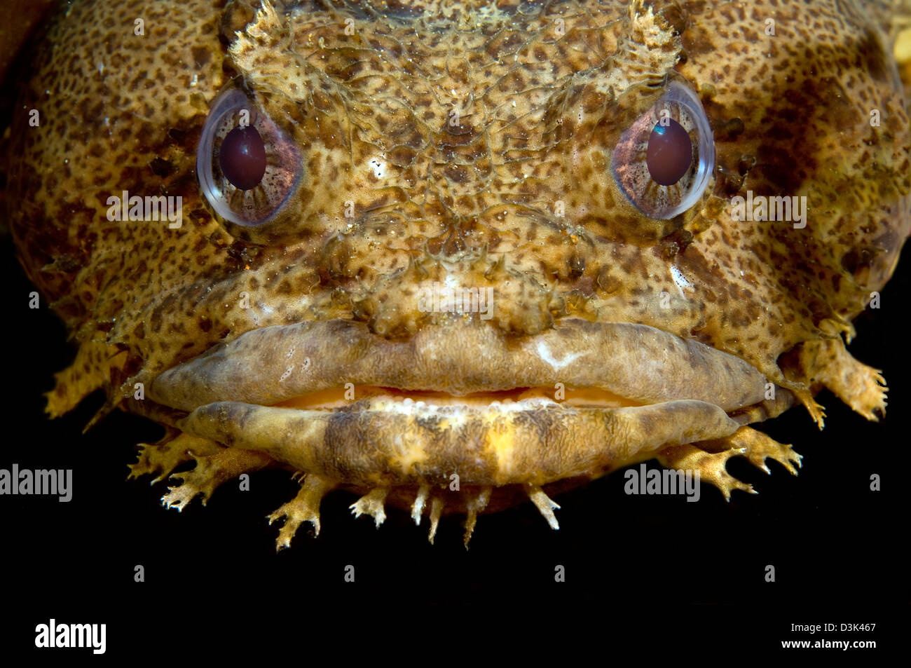 Oyster Toadfish, Atlantic Ocean. Stock Photo