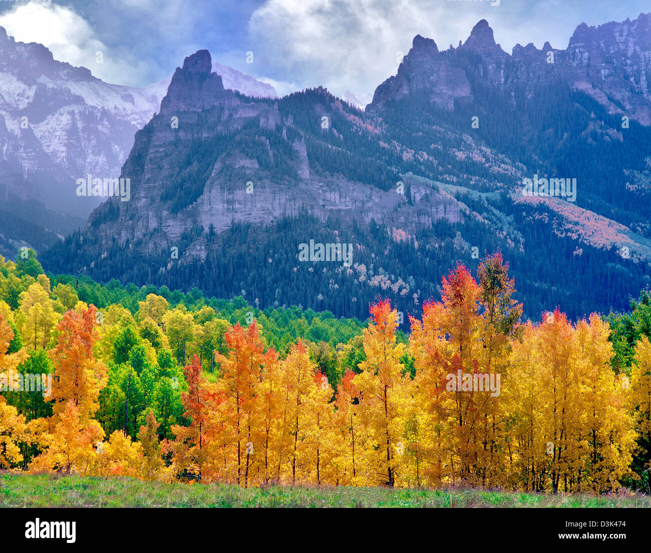Aspen trees in fall color with storm clouds. Uncompahgre National Forest, Colorado Stock Photo