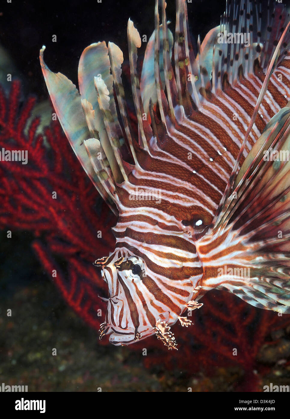 Indonesian Lionfish, an invasive species in Atlantic Ocean and Caribbean, on a wreck site off the coast of North Carolina. Stock Photo