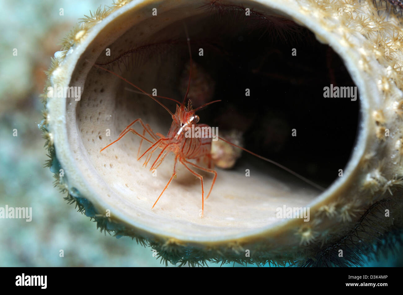 Small peppermint shrimp inside of tube sponge in Caribbean. Stock Photo
