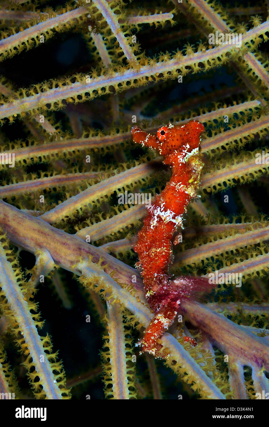 Red Seahorse on Caribbean reef. Stock Photo