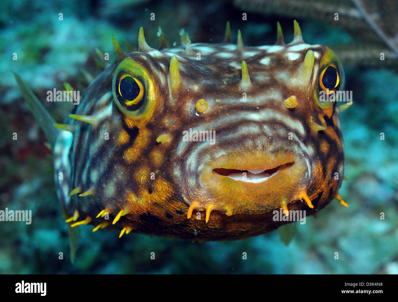 Striped Burrfish on caribbean reef. Stock Photo