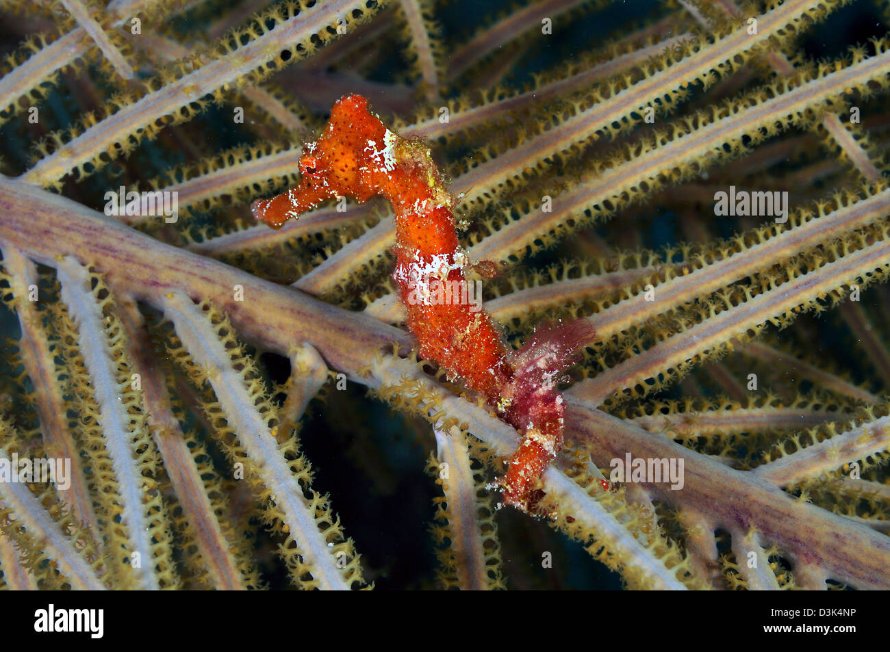 Red seahorse on Caribbean reef. Stock Photo