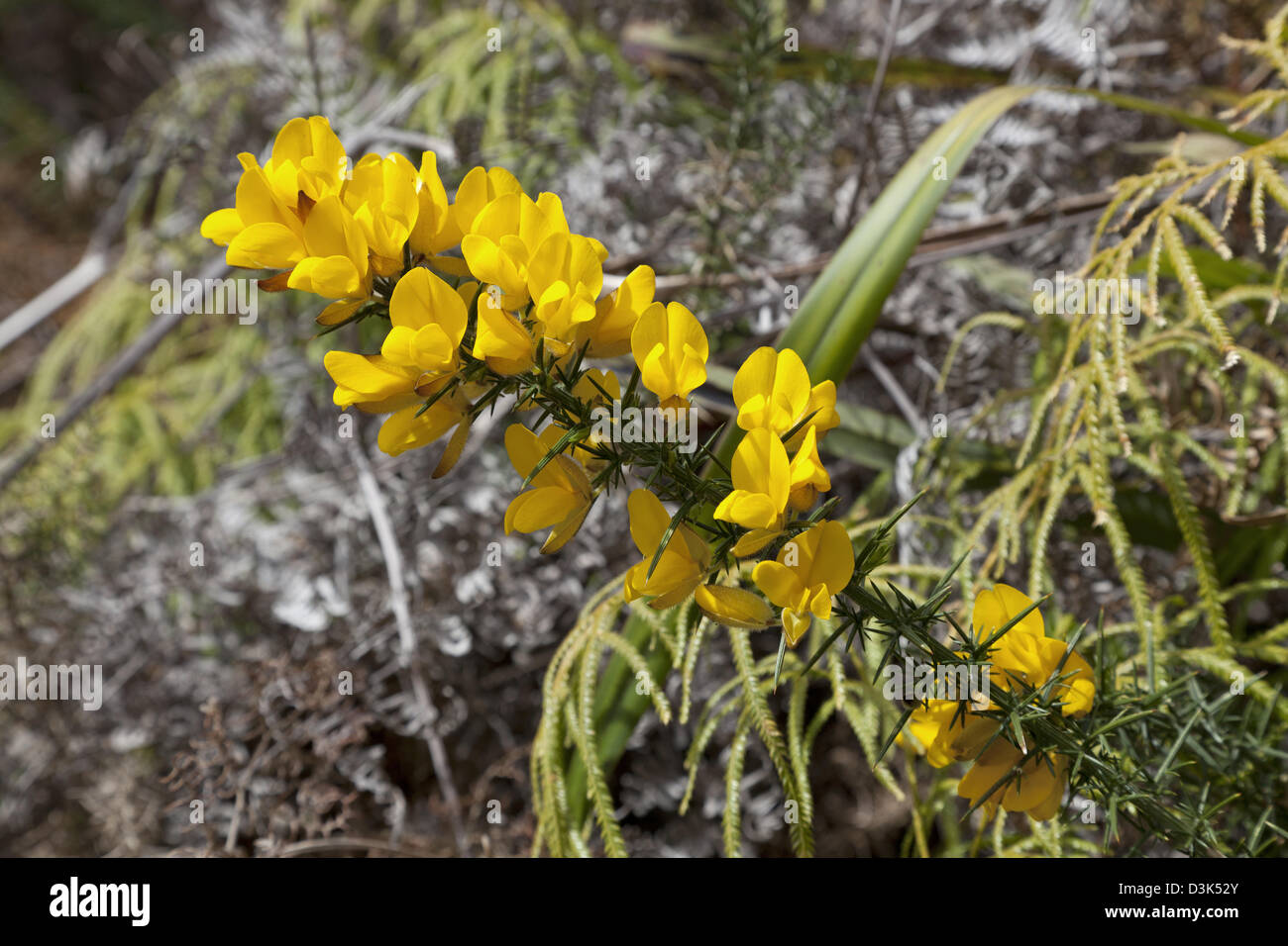 Yellow gorse closeup in Abel Tasman National Park, New Zealand Stock Photo