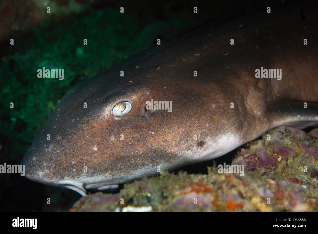 Cat shark sleeping, Pulau Tioman, Pahang, Malaysia. Stock Photo
