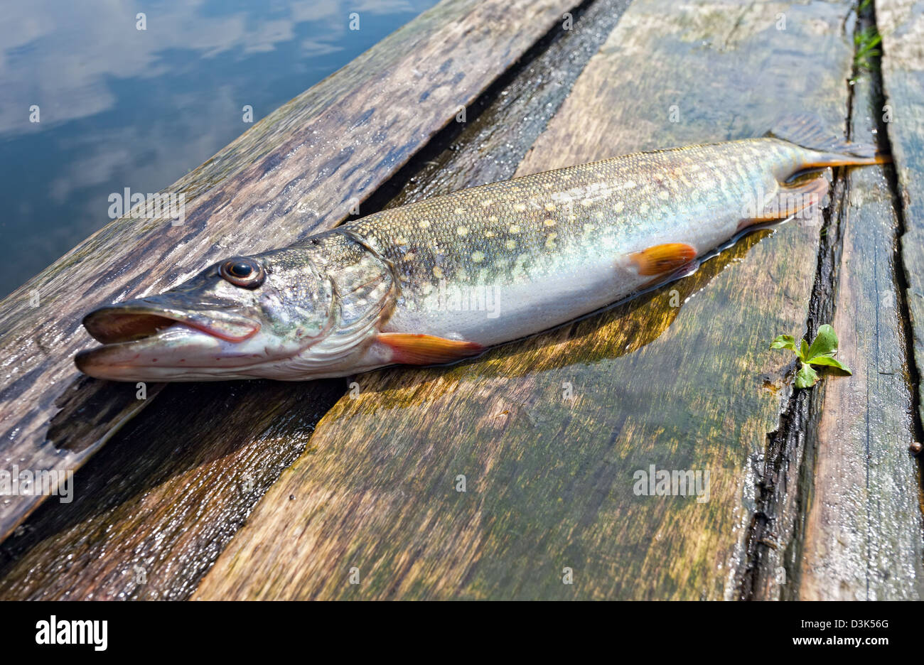 Pickerel fish hi-res stock photography and images - Alamy