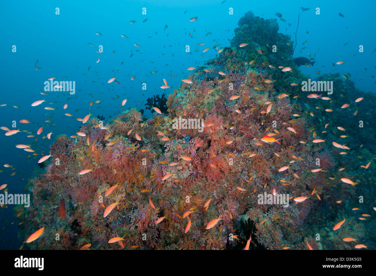 Colourful reef with pink red and green hard and soft coral and orange anthias fish, Ari and Male Atoll, Maldives. Stock Photo