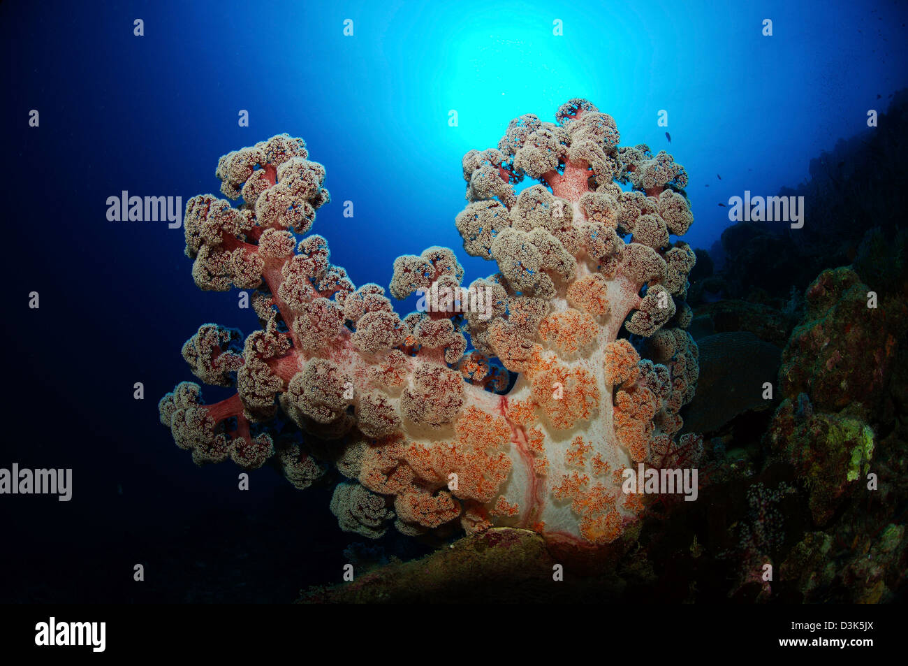 Dendronephthya soft coral, Acasta Reef, Indonesia. Stock Photo