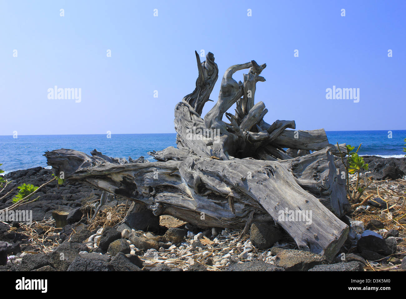 Driftwood Tree Stump at "Living Stone Church" in KailuaKona, Hawaii