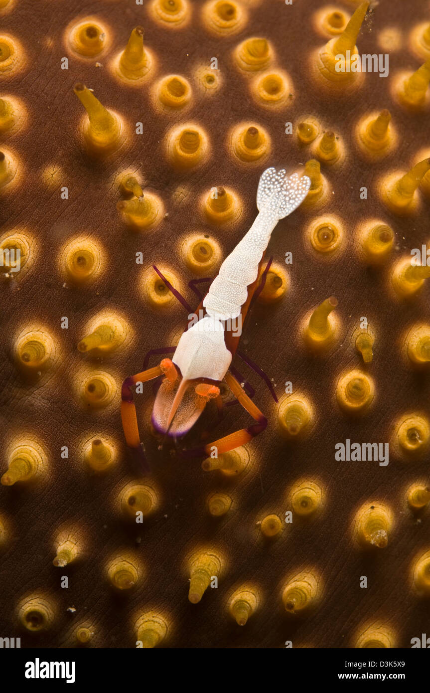 Emperor shrimp on orange sea cucumber, Lembeh Strait, Bitung, North Sulawesi, Indonesia. Stock Photo