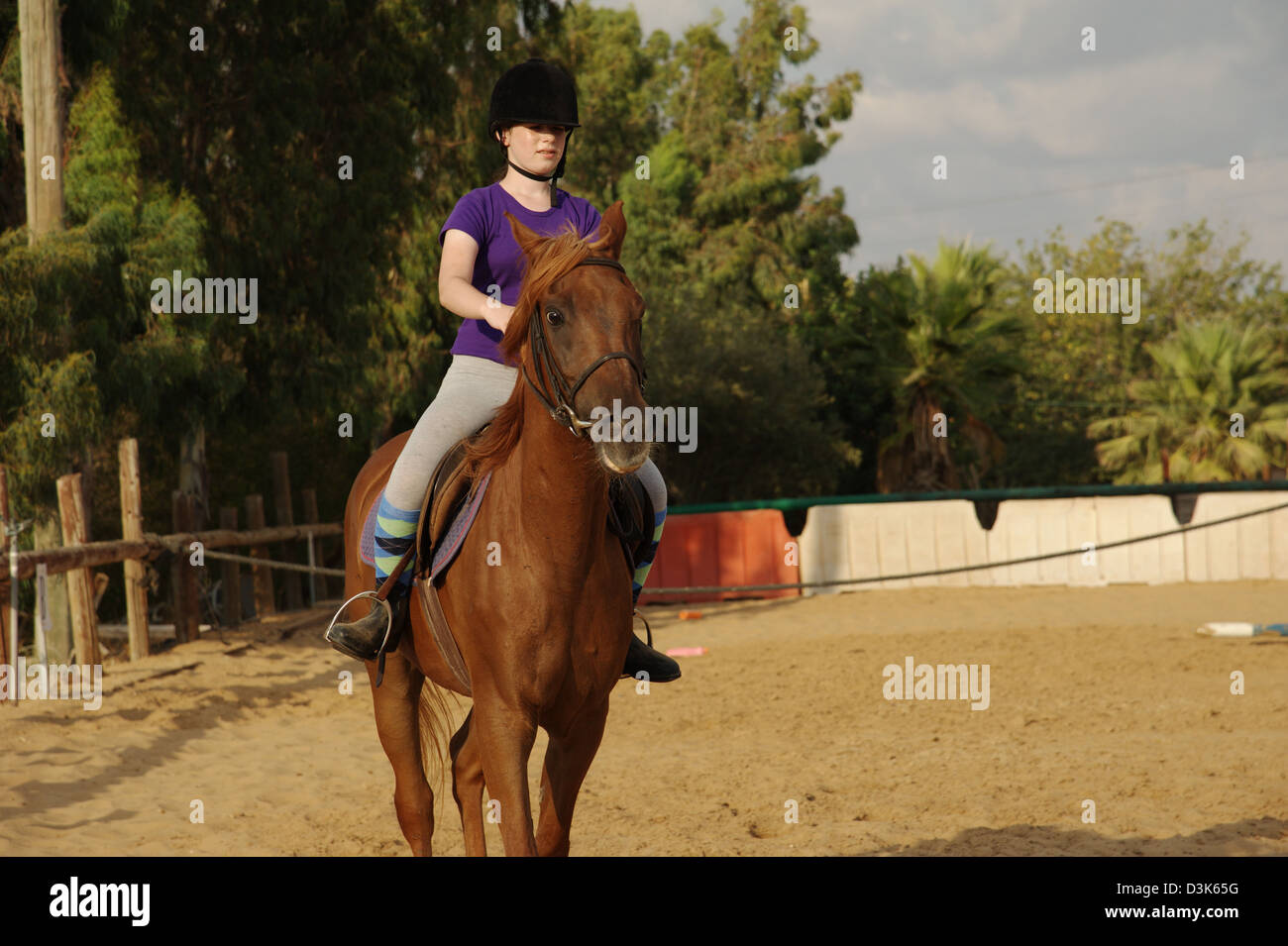 animal, domestic, horse, ride, riding, rider Stock Photo - Alamy