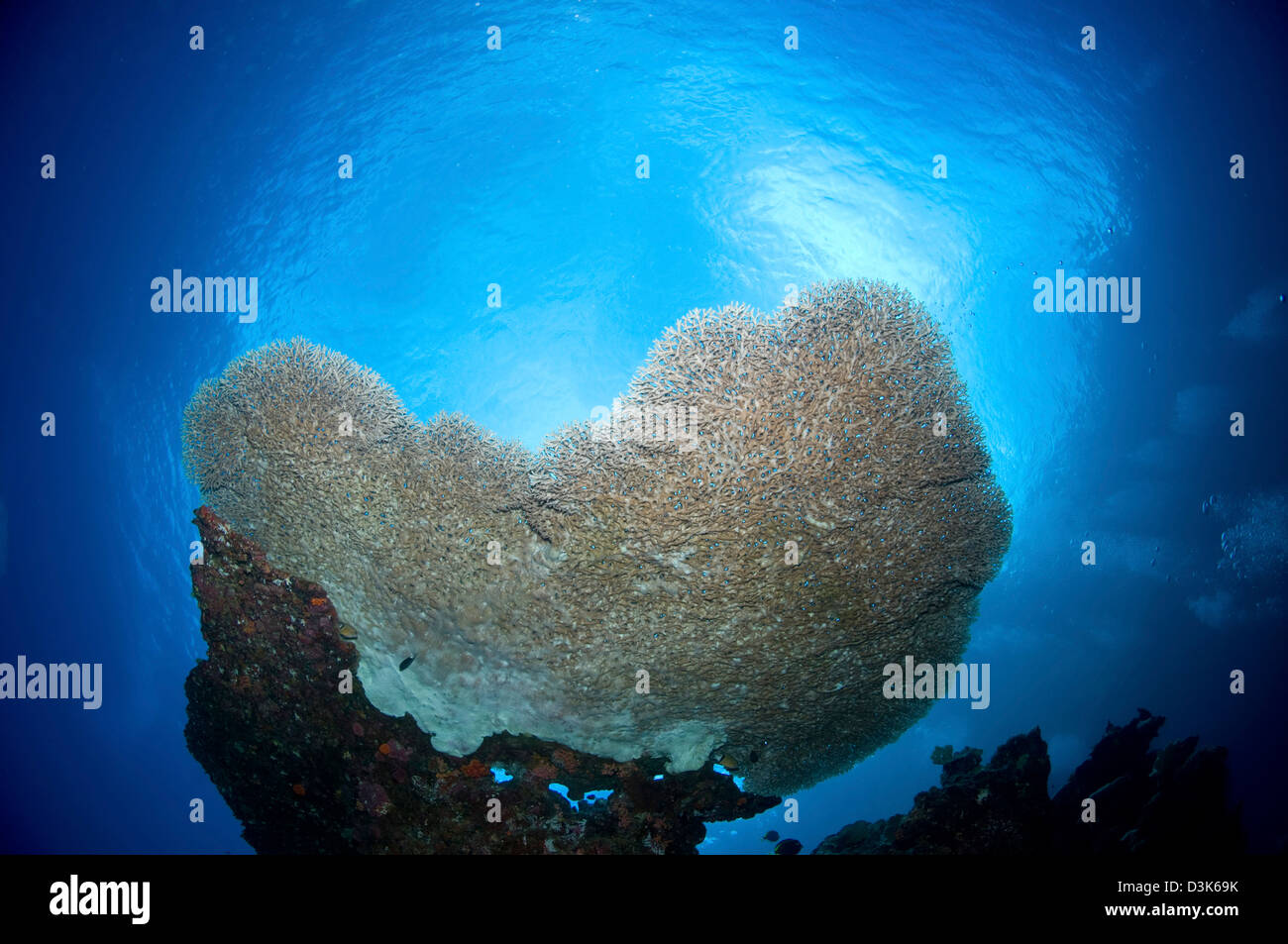 Large staghorn coral viewed from below, Christmas Island, Australia. Stock Photo