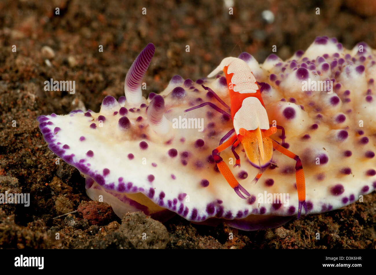 Mexichromis multitubeculata sea slug nudibranch with orange emperor shrimp, Bali, Indonesia. Stock Photo
