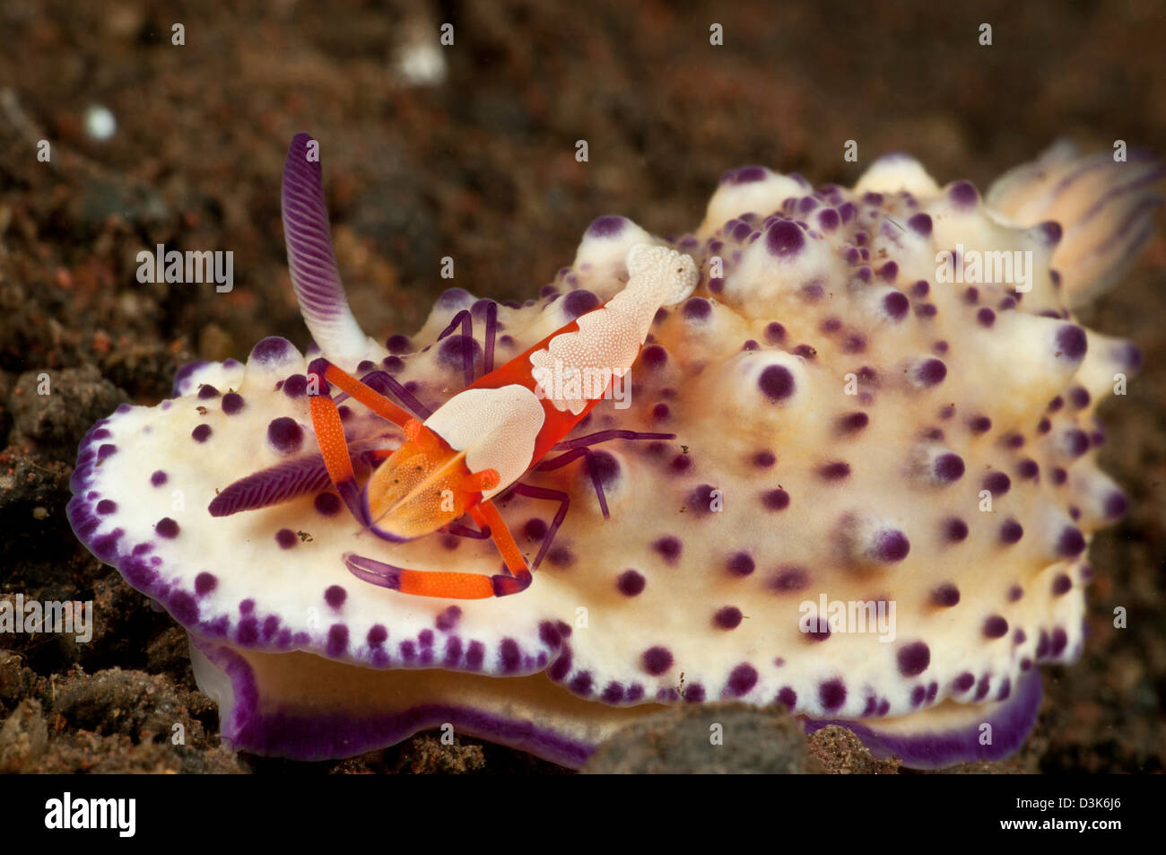 Mexichromis multitubeculata sea slug nudibranch with orange emperor shrimp, Bali, Indonesia. Stock Photo