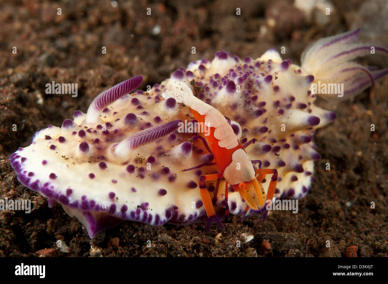 Mexichromis multitubeculata sea slug nudibranch with orange emperor shrimp, Bali, Indonesia. Stock Photo