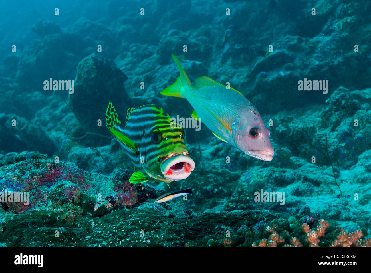 Oriental sweetlip and yellow snapper at cleaning statiuon with a cleaner wrasse, Ari and Male Atoll, Maldives. Stock Photo