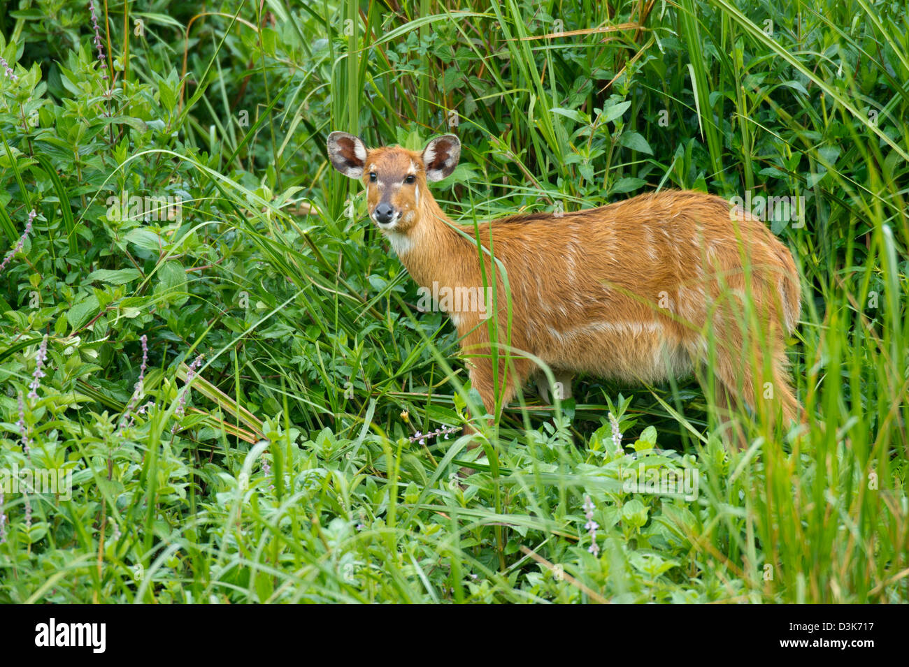 Situtunga (Tragelaphus spekii), Saiwa Swamp National Park, Kenya Stock Photo