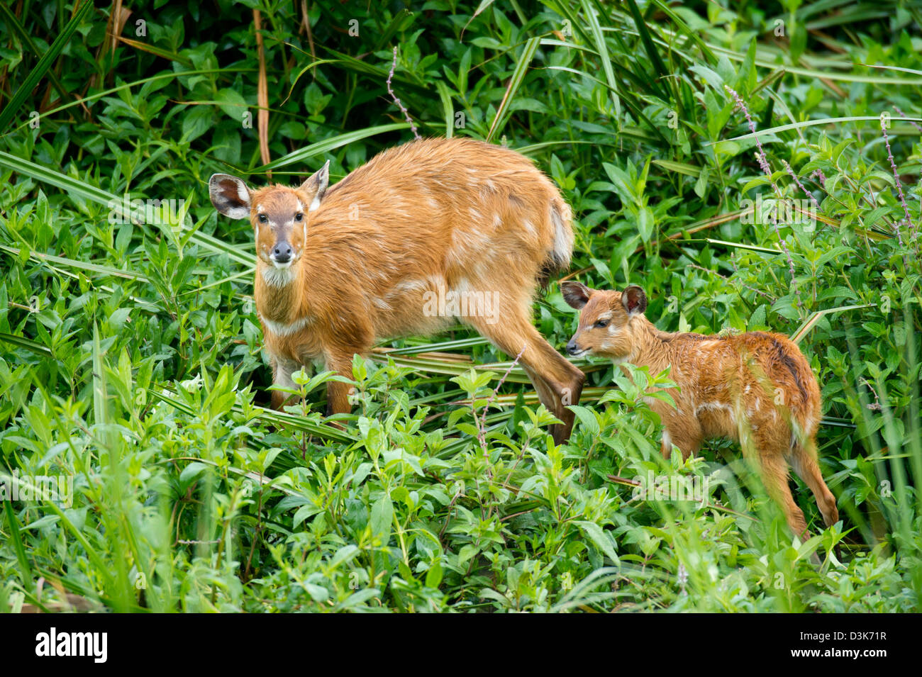 Situtunga (Tragelaphus spekii), Saiwa Swamp National Park, Kenya Stock Photo