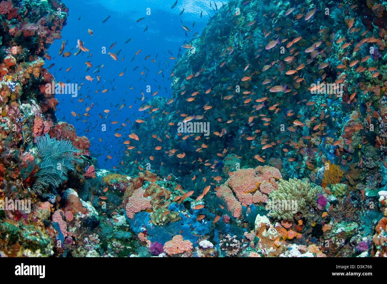 Reef scene with corals and fish, Komodo, Indonesia. Stock Photo