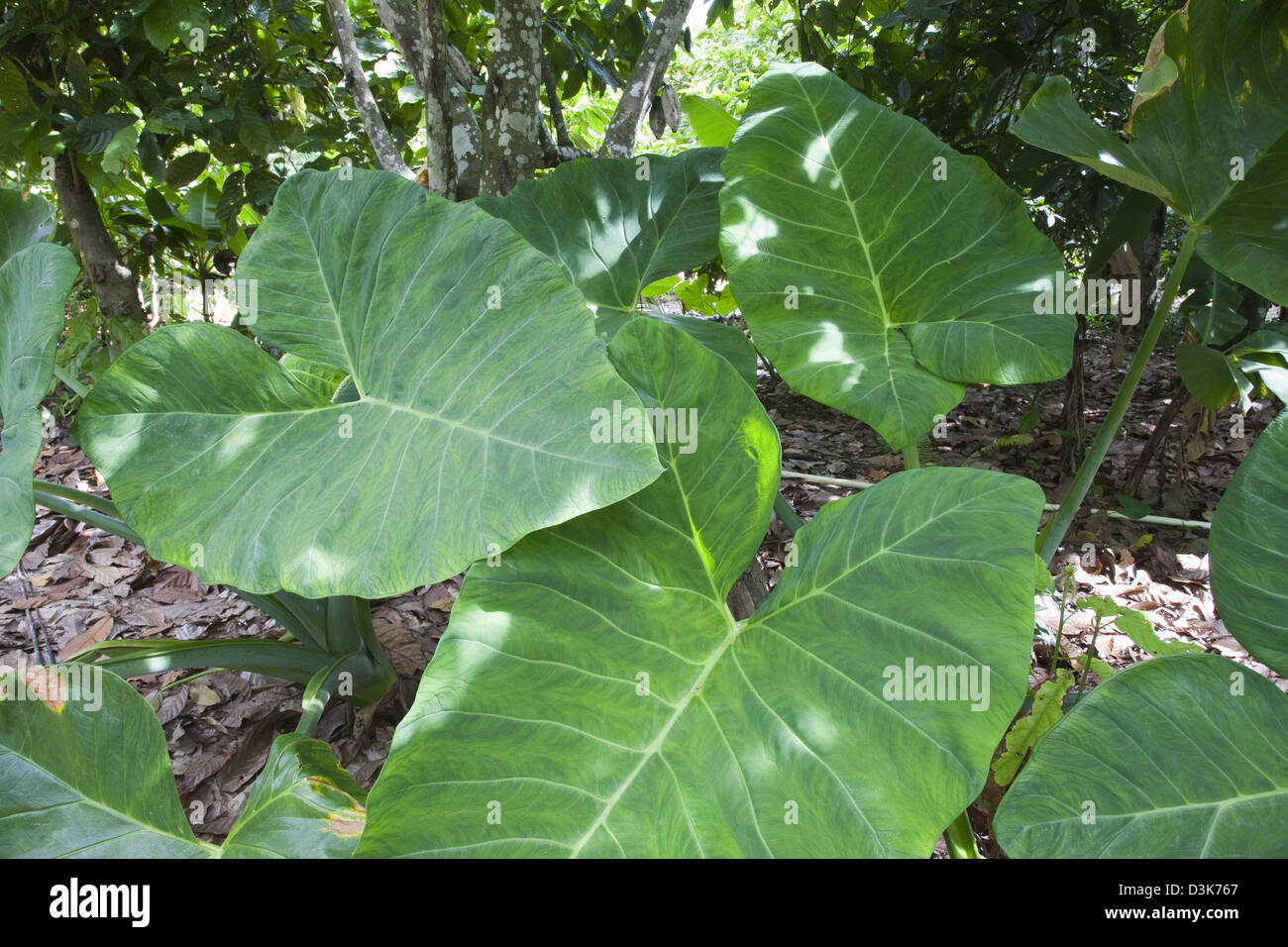 america, caribbean sea, hispaniola island, dominican republic, area of higuey, forest, huge, leaves Stock Photo