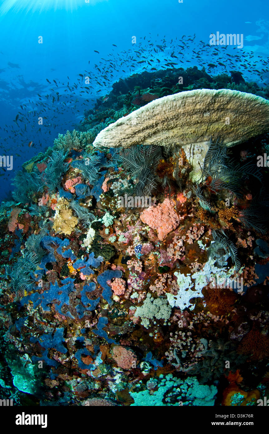 Reef scene with corals and fish, Komodo, Indonesia. Stock Photo