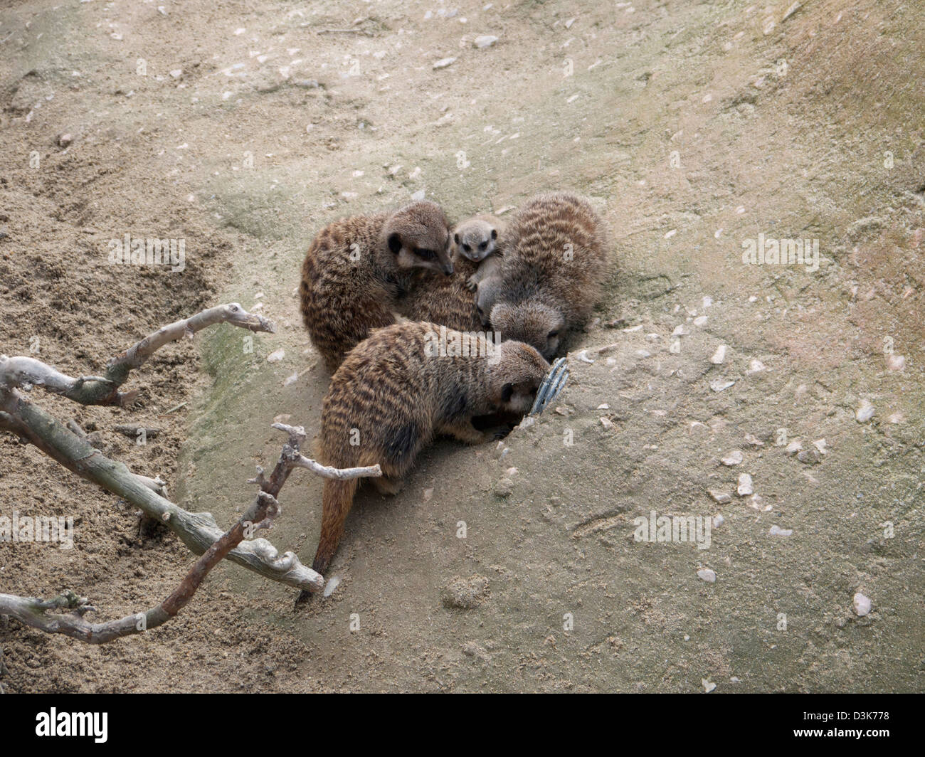 Meerkat family Stock Photo