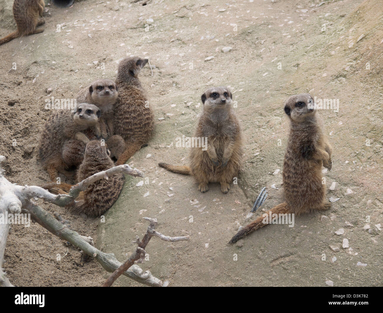 Meerkat family Stock Photo