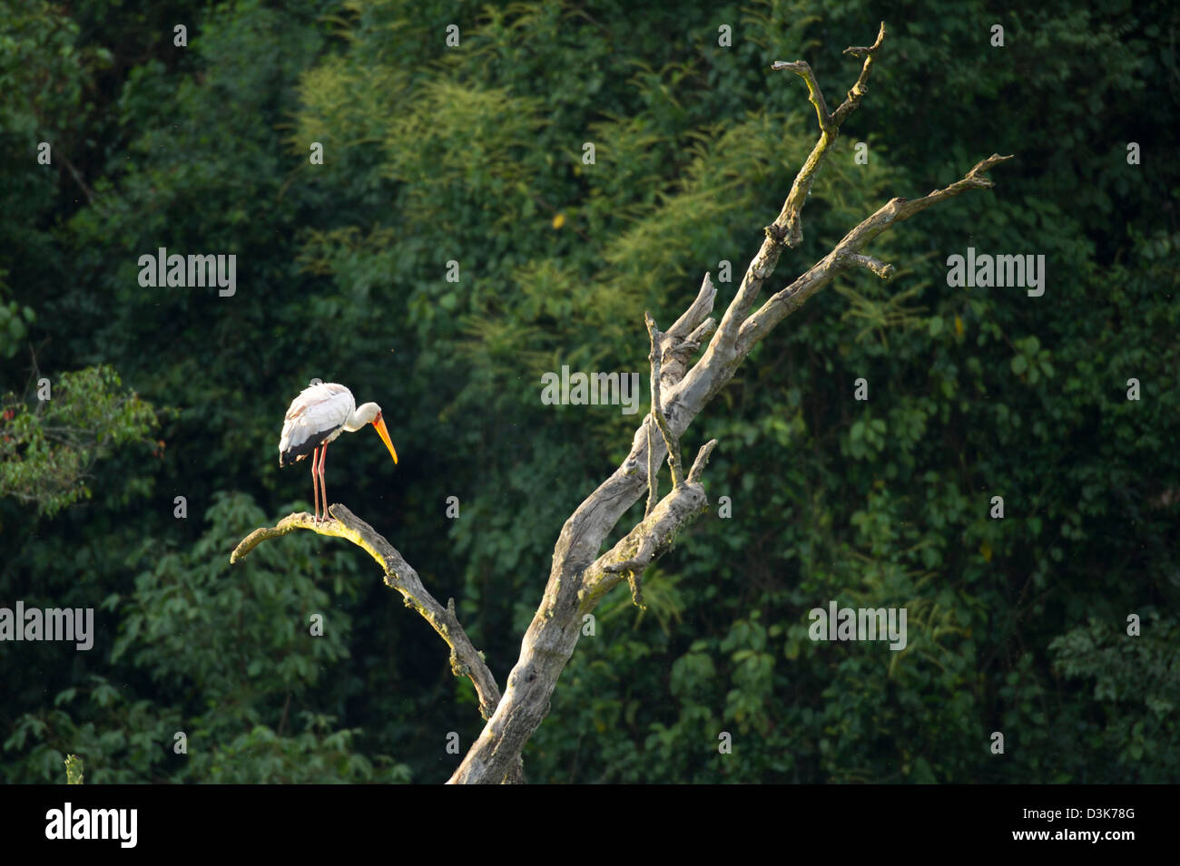 Yellow-billed Stork, Mycteria ibis, Saiwa Swamp National Park, Kenya Stock Photo