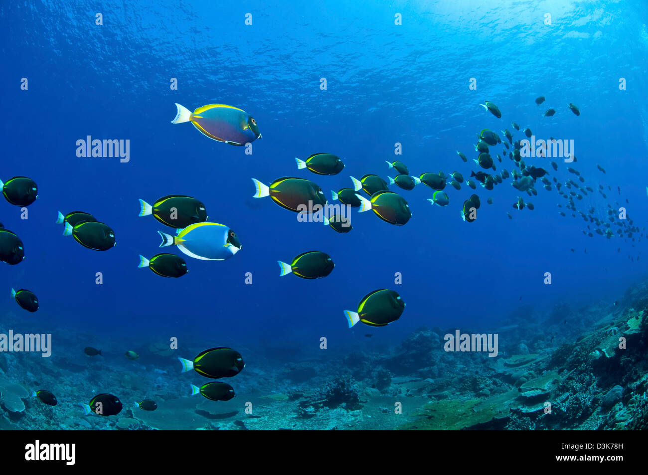School of black, white, yellow and blue surgeonfish stretching in the distance, Christmas Island, Australia. Stock Photo