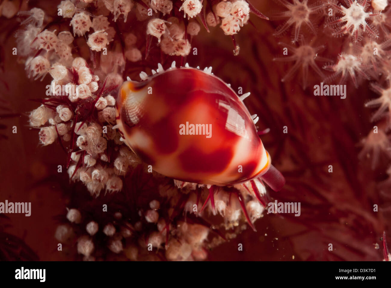 Tiny cowrie shell on dendronephtya soft coral, Lembeh Strait, Bitung, North Sulawesi, Indonesia. Stock Photo