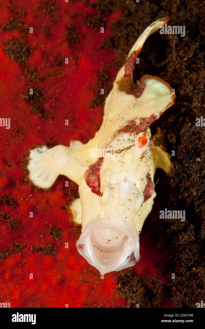 White and red clown frogfish yawning, Bali, Indonesia. Stock Photo