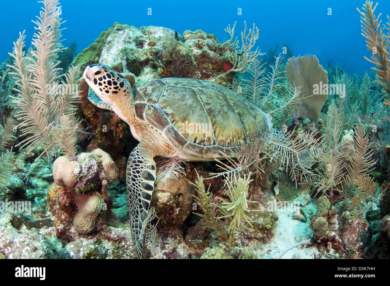 Green sea turtle on Caribbean reef. Stock Photo