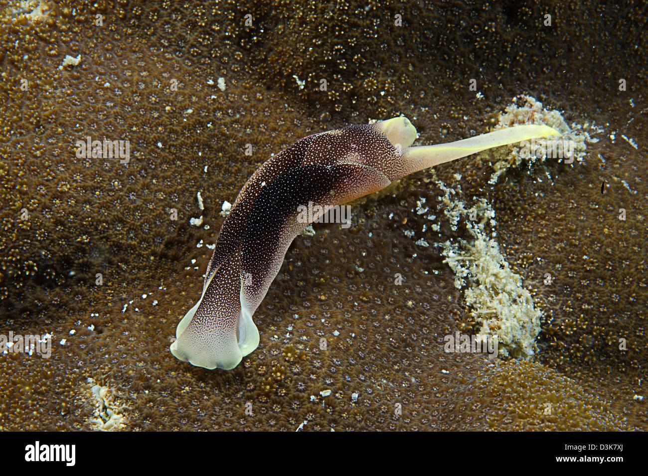 Brown and yellow folded sea slug (chelidonura amoena) nudibranch, South China Sea, Indonesia. Stock Photo