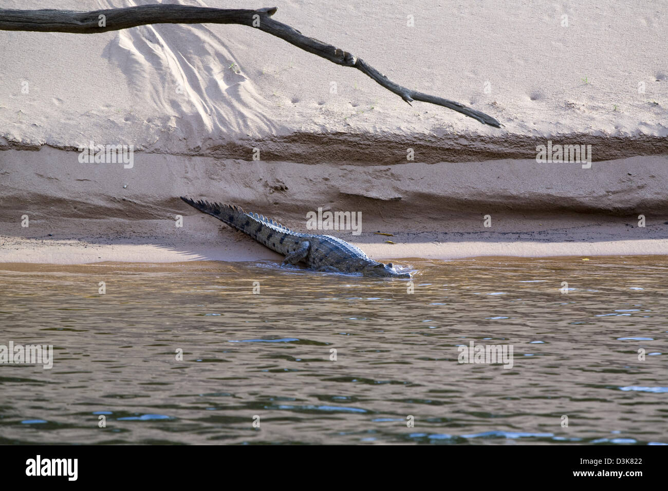 Female fresh water crocodiles (Crocodylus johnstoni) nest on sandy beaches along the Katherine River in Nitmiluk NP, Australia Stock Photo