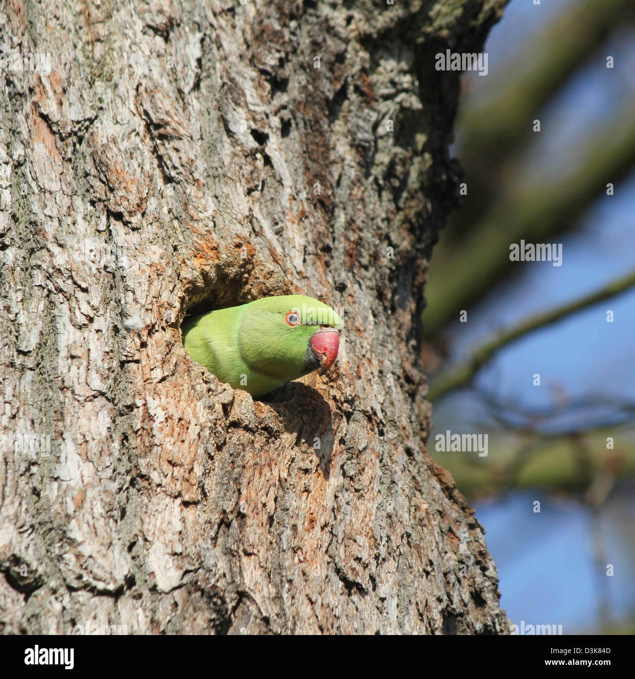 Richmond Park, London, England. Rose-ringed parakeet emerging from hole in tree. Stock Photo